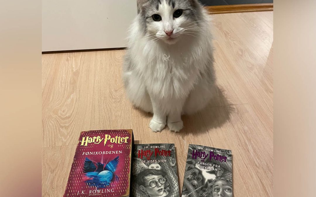 Facebook marketplace finds